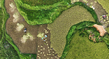 貴州羅甸:沫陽萬畝水稻增産